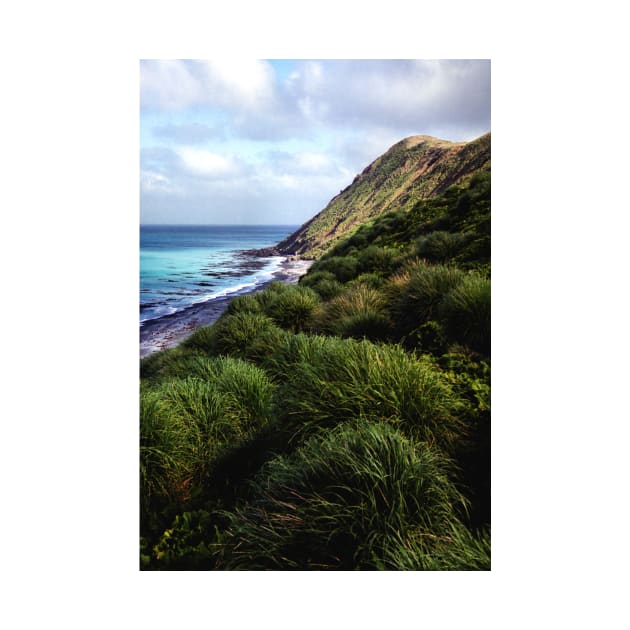 Coastal View, Maquarie Island by Carole-Anne