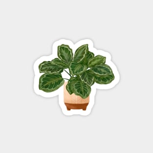 Calathea Medallion- Prayer Plant, Potted Plant Illustration Magnet