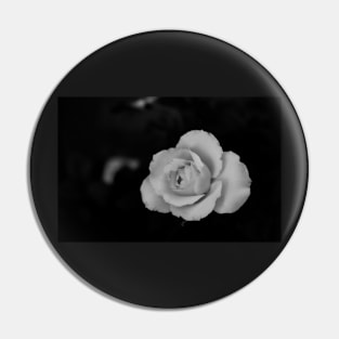 single white rose blossom in black and white Pin