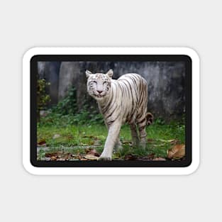 White Bengal Tiger Magnet