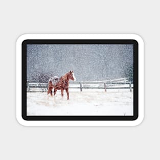 Horse In Snow Storm Magnet