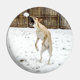 Anatolian shepherd catching a snowball Pin