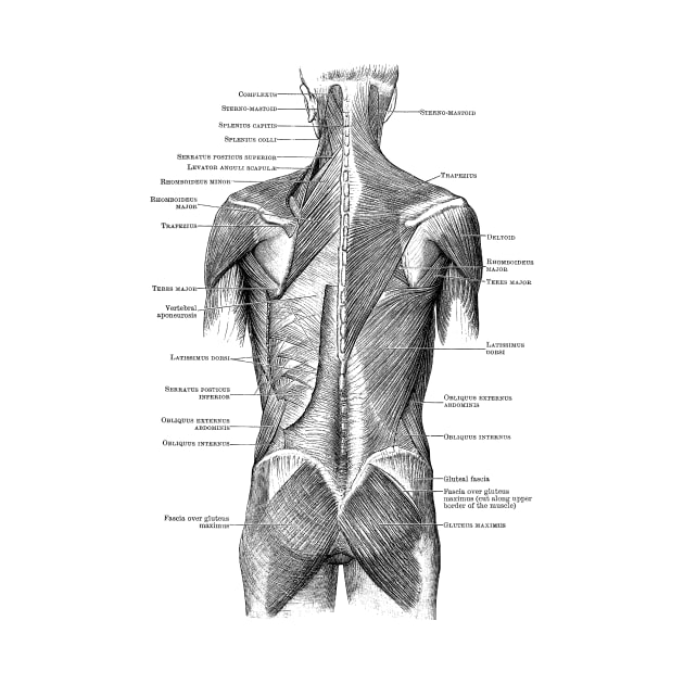 Human Muscular System - Back and Glutes - Vintage Anatomy by Vintage Anatomy Prints