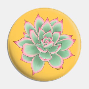 Echeveria. Pin