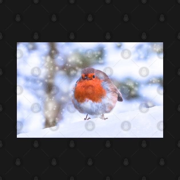 Robin in Snow by Shirasaya