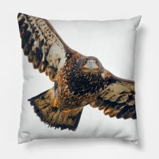 Breathtaking Flyby of a Young Bald Eagle Pillow