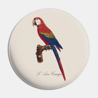 Scarlet Macaw Parrot / L' Ara Canga - Jacques Barraband 19th century Illustration Pin