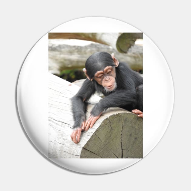 Baby Chimpanzee Pin by kirstybush