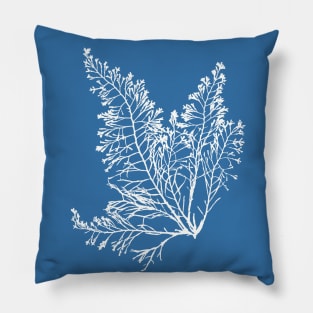 Anna Atkins Seaweed Pillow