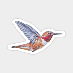 Rufous Hummingbird painting - no background Magnet