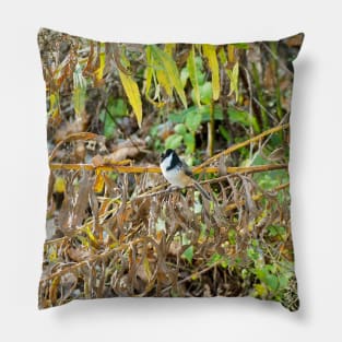 Black-capped Chickadee Looking Around Pillow