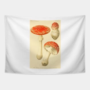 Amanita muscaria - Dufour, L Tapestry