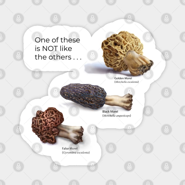 2 True Morels, 1 False Morel Biological Illustration TeePublic