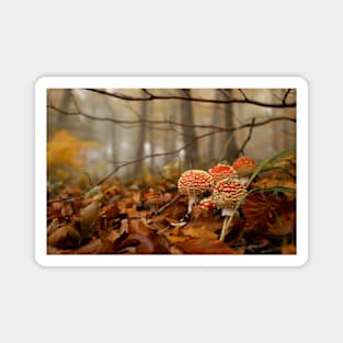 Toadstools in the Woods Magnet