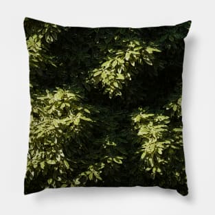 Green Leaves Tree Canopy High Above Pillow