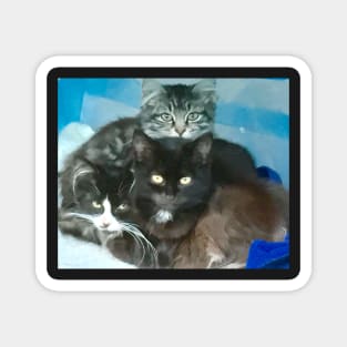 Kittens in a Basket Magnet