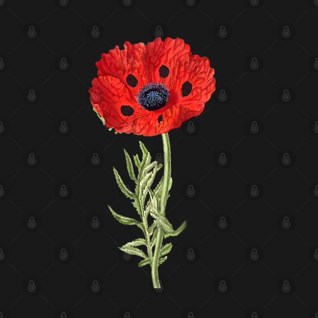 RED POPPY IN BLACK by BulganLumini