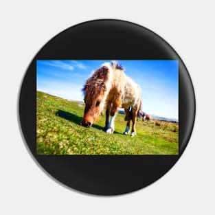 Dartmoor Ponies, Devon, UK Pin