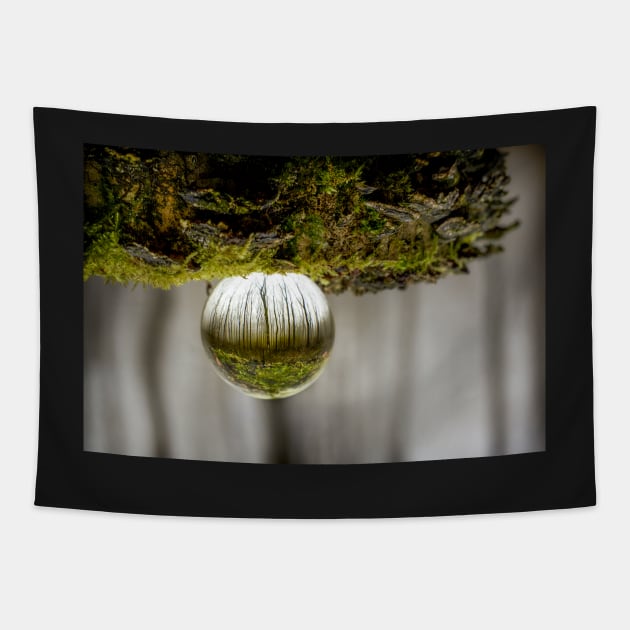 Oculus Mossy Wood Tapestry by heidiannemorris