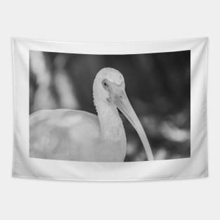 Close up of a black and white Ibis 2 Tapestry