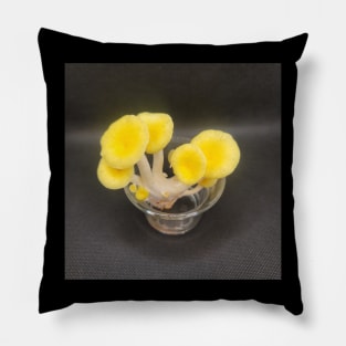 Yellow Oyster Mushroom in glass Pillow