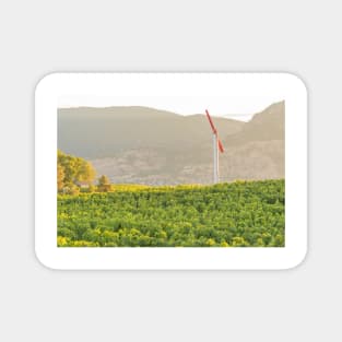 Okanagan Valley Summer Vineyard View Magnet