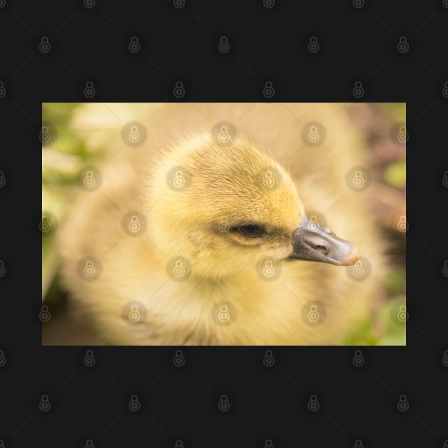 Fluffiest duckling in the world by AYatesPhoto