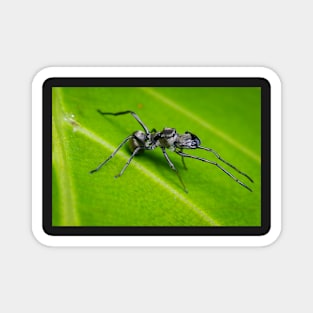 Unique and organic photo of an ant mimic spider Magnet