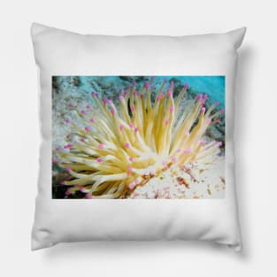 Pink Tipped Giant Sea Anemone Pillow