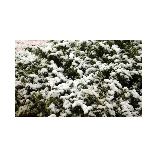 Snow Bush by Cynthia48