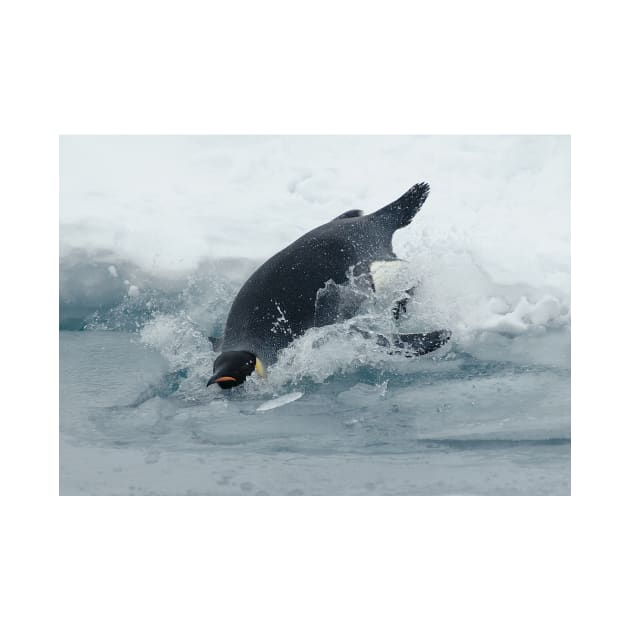 Diving Emperor Penguin by Bravuramedia