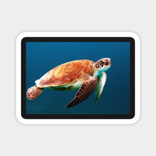 Sea turtle Magnet