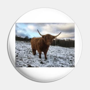 Scottish Highland Cattle Cow 2154 Pin