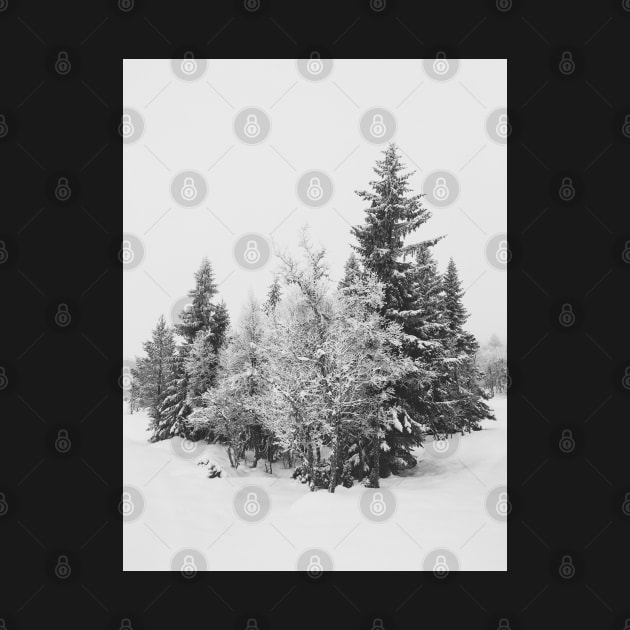 Snow-Covered Fir Trees in Frozen Winter Landscape in Black and White by visualspectrum