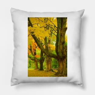 Pioneer Park Trees, Bayfield Pillow
