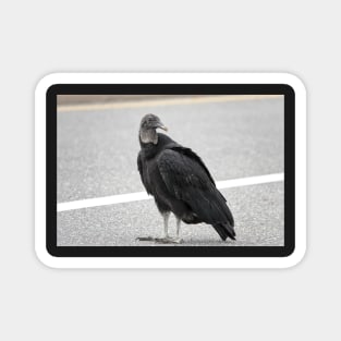 American black vulture Magnet