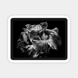 Backyard Flowers In Black And White 2 Magnet