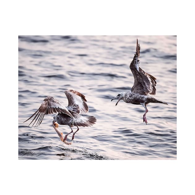 Fighting Gulls by fparisi753