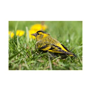 Male Siskin sat in grass photo T-Shirt