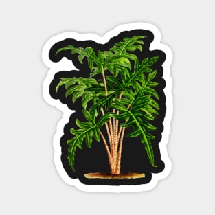 Alocasia portei botanical illustration Magnet