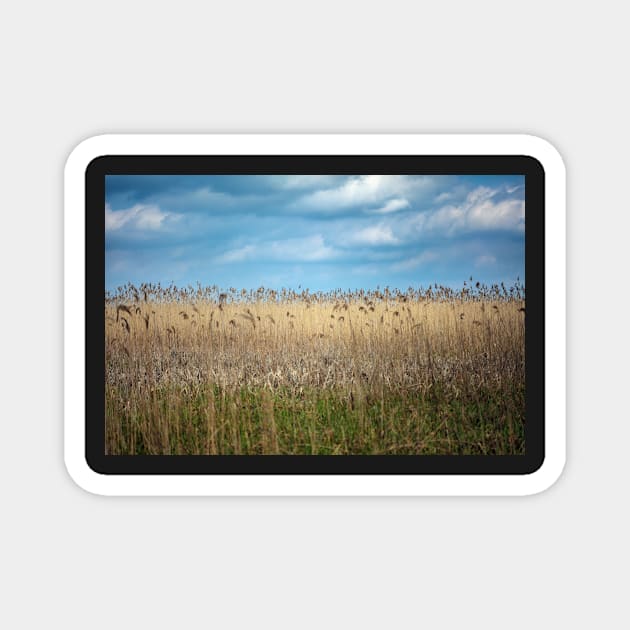 Field of reed Magnet by naturalis