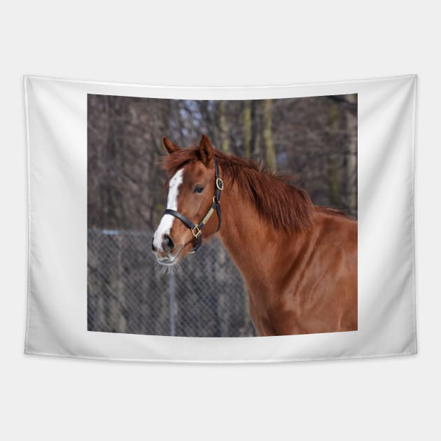 Verrazano filly Tapestry by theartsyeq