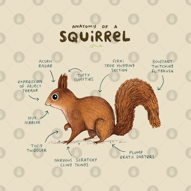 Anatomy of a Squirrel by Sophie Corrigan