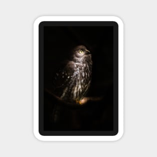 Barking Owl Magnet