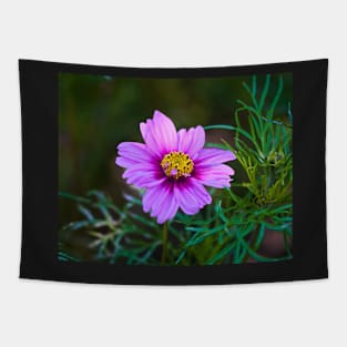 Daisy Marguerite Macro - Magenta Flower With Dark Green Foliage Tapestry