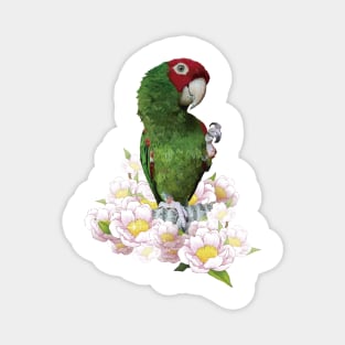 Red-masked Parakeet Magnet