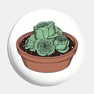 Rose Succulent - Greenovia Dodrentalis Pin