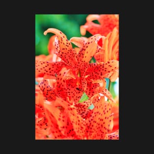 Display of Speckled Orange Tiger Lilies T-Shirt