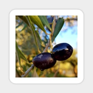 Olives Magnet