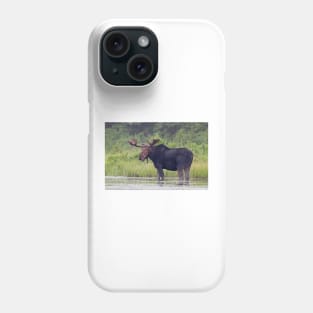 Bull Moose, Algonquin Park, Canada Phone Case